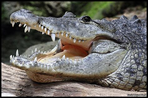 moreletti crocodile